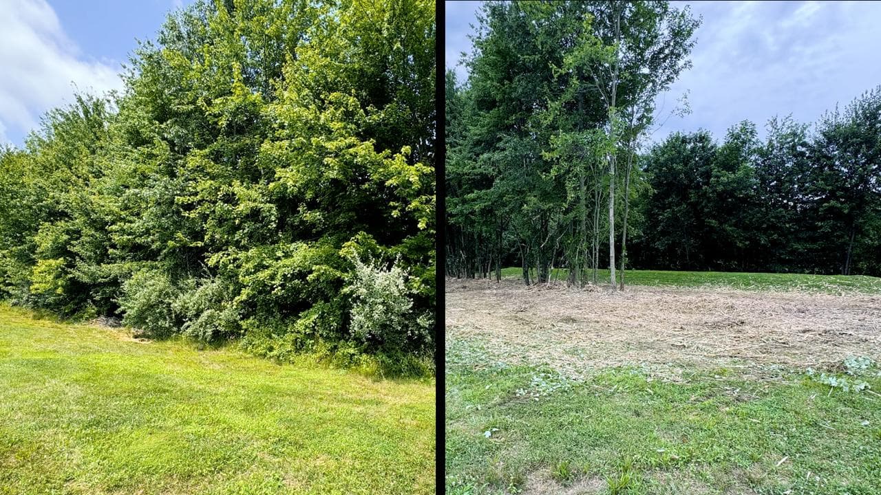 Before and after forestry mulching - overgrown brush cleared to clean land