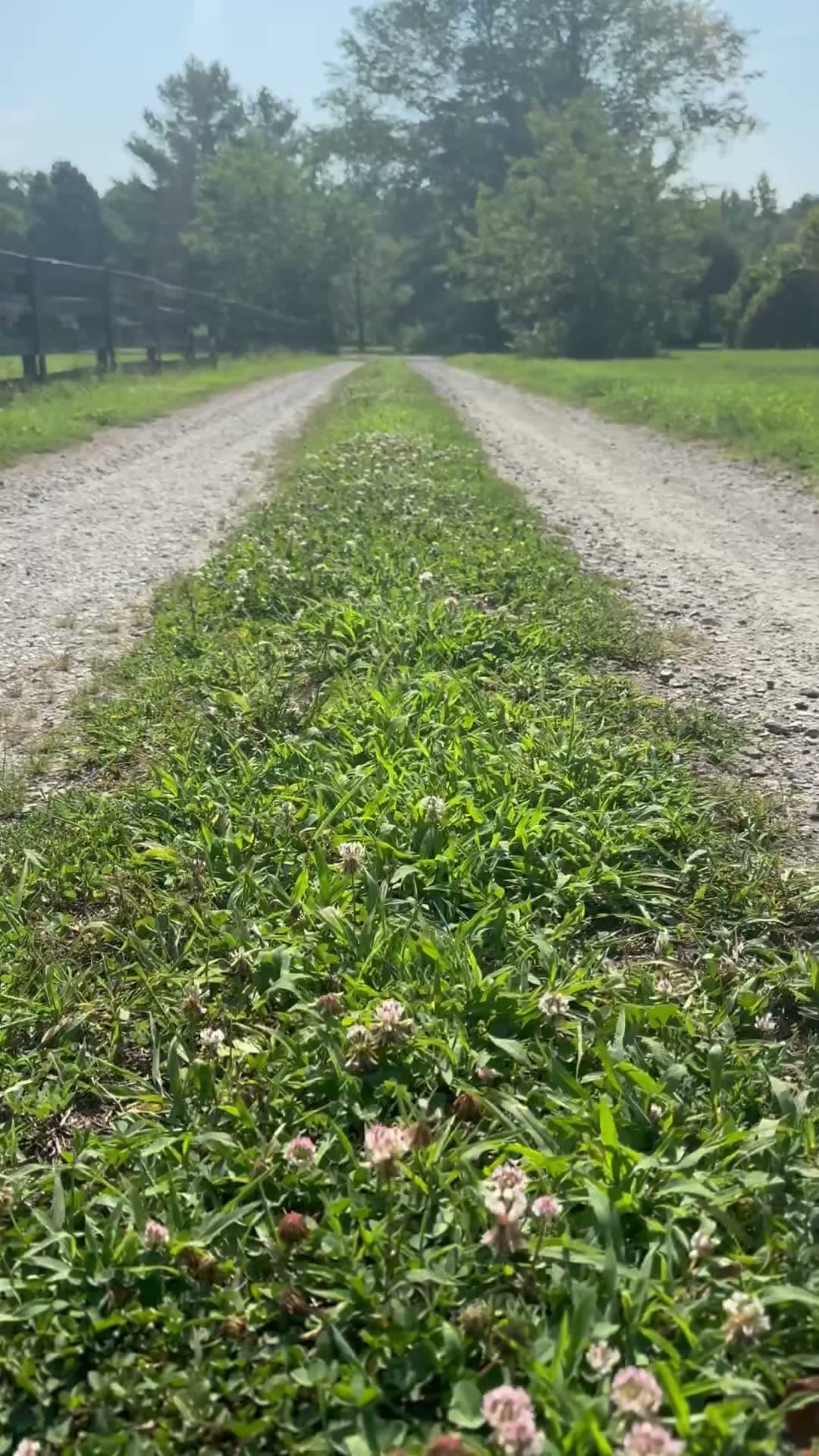 Before driveway regrading: Overgrown, weed-choked gravel regraded and restoned