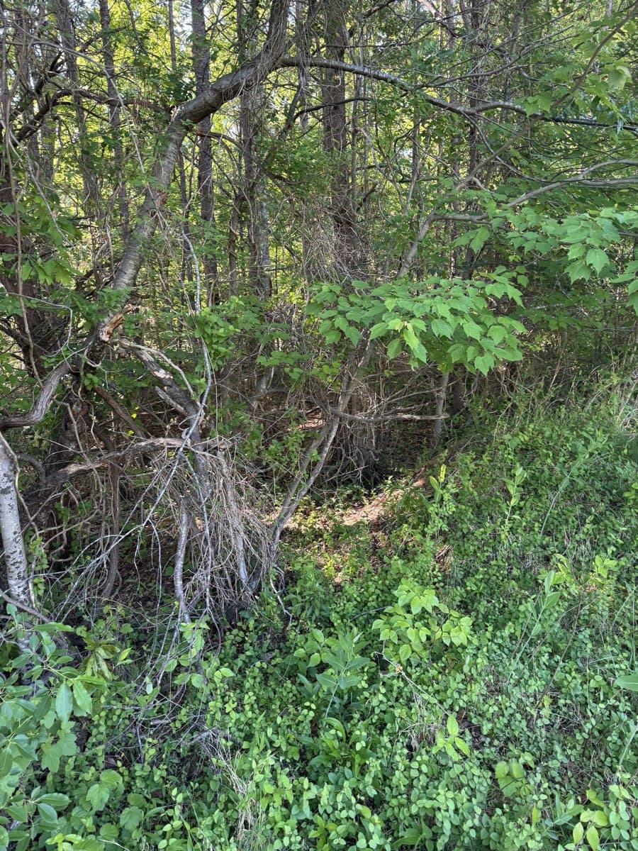 Before forestry mulching: Wall of brush replaced with clean forest floor