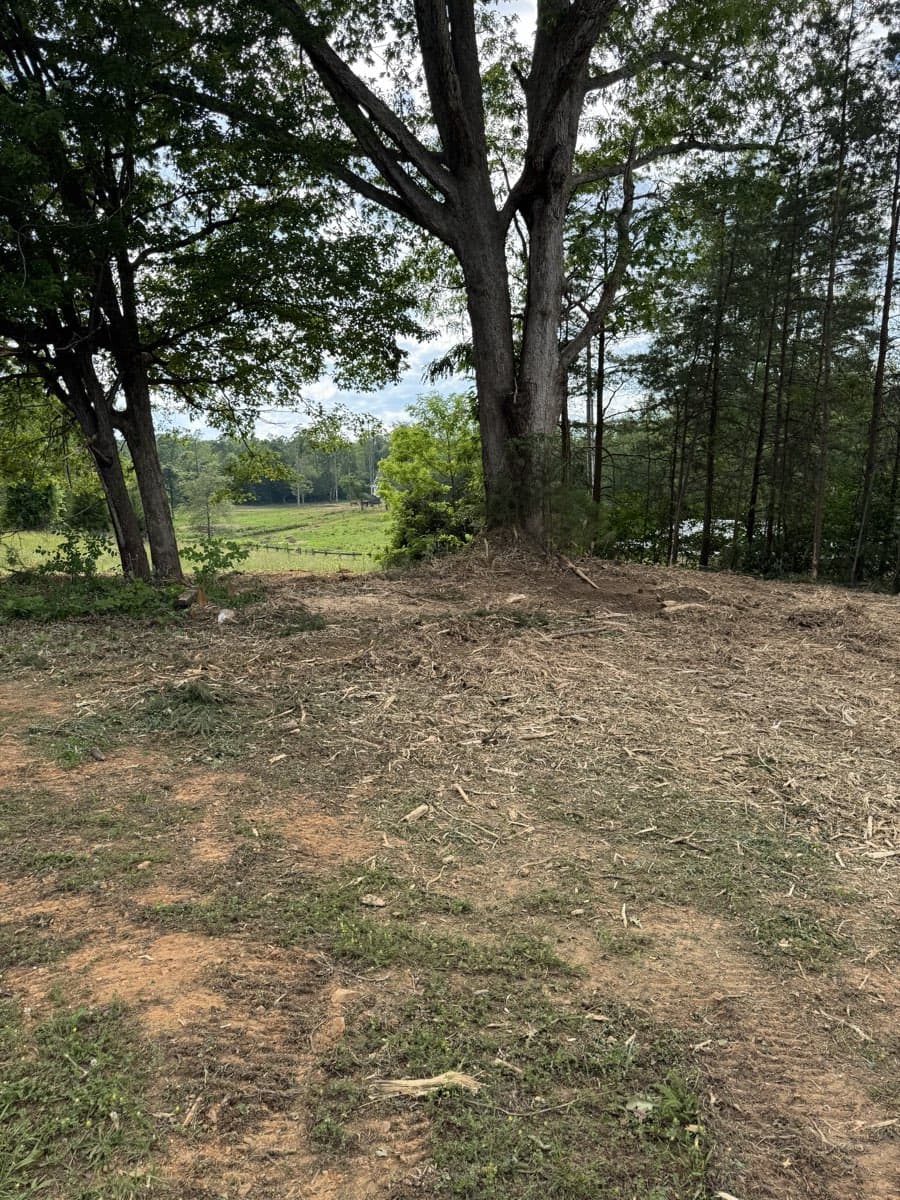 After forestry mulching: Hidden oaks revealed, view restored